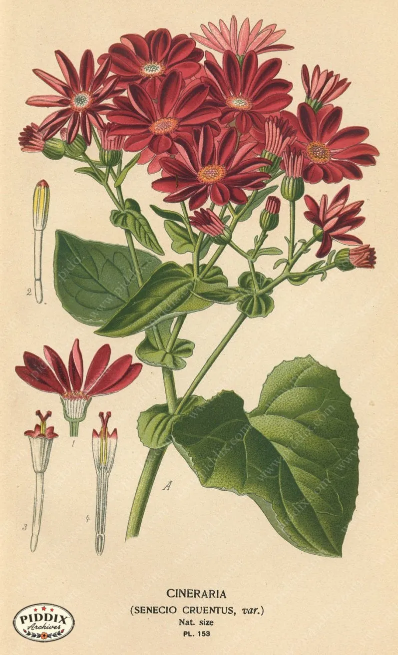 PDXC3999 -- Flowers