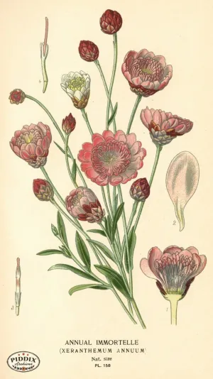 PDXC4007 -- Flowers