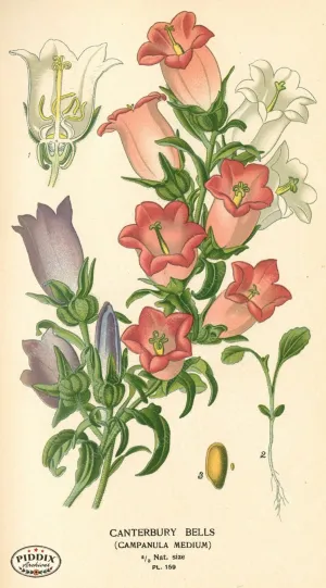 PDXC4008 -- Flowers