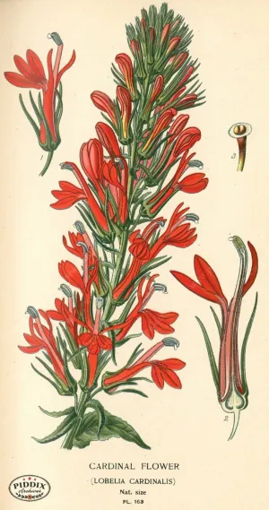 PDXC4012 -- Flowers