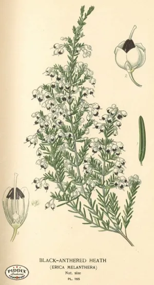 PDXC4014 -- Flowers