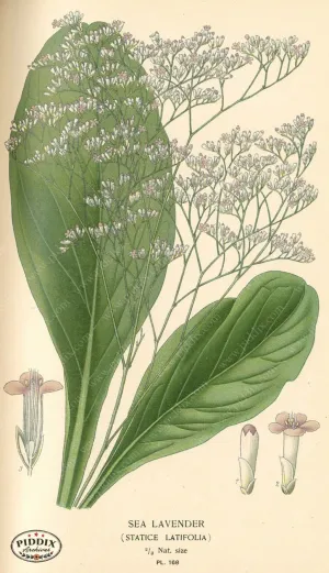 PDXC4016 -- Flowers