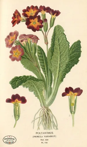 PDXC4020 -- Flowers