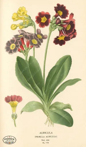 PDXC4021 -- Flowers