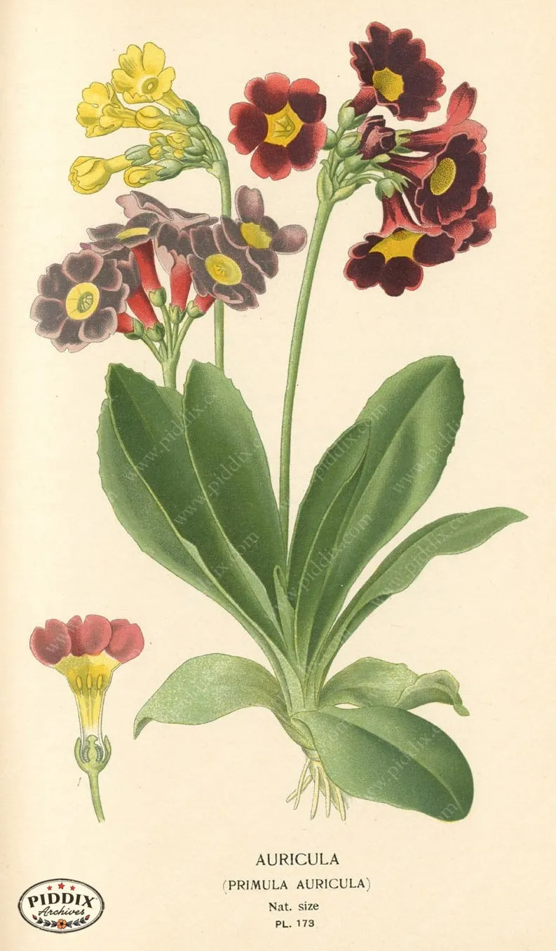 PDXC4021 -- Flowers
