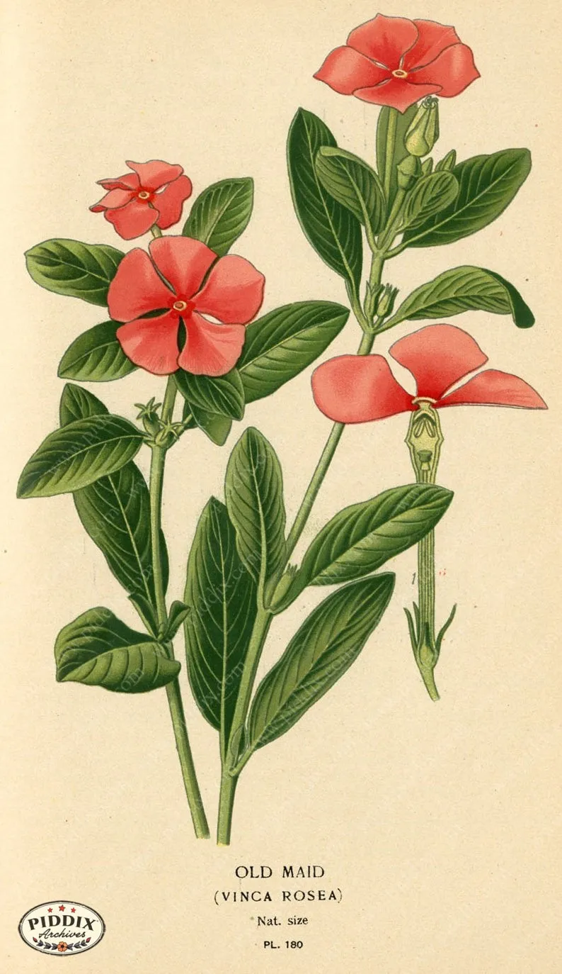 PDXC4027 -- Flowers