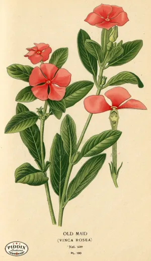 PDXC4027 -- Flowers