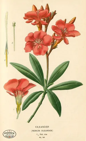PDXC4028 -- Flowers