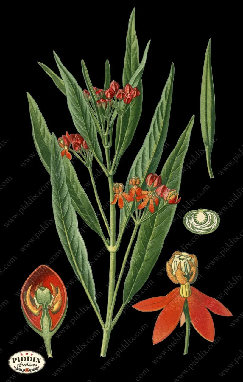 PDXC4029b -- Original Flower Collages