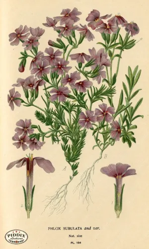 PDXC4031 -- Flowers