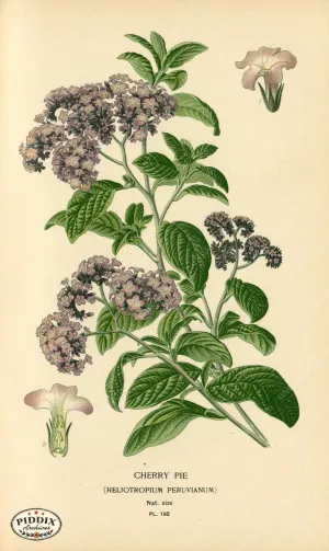 PDXC4039 -- Flowers