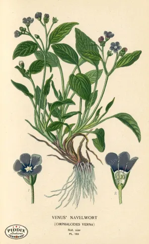 PDXC4040 -- Flowers