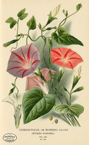 PDXC4042 -- Flowers