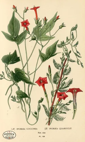 PDXC4043 -- Flowers