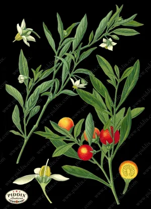 PDXC4045b -- Original Flower Collages
