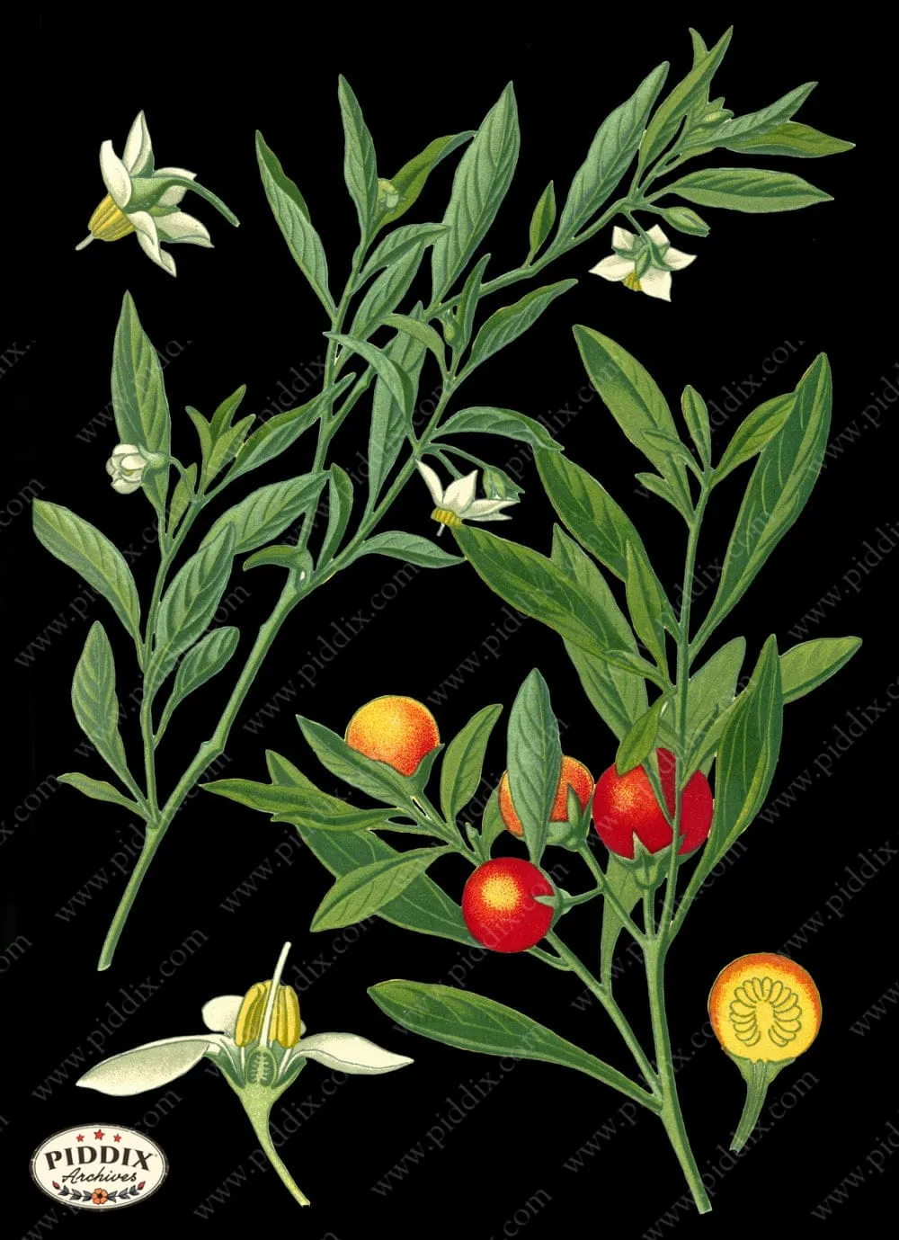 PDXC4045b -- Original Flower Collages