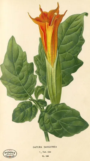 PDXC4046 -- Flowers