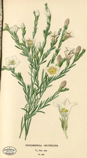 PDXC4048 -- Flowers