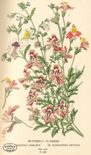 PDXC4049 -- Flowers