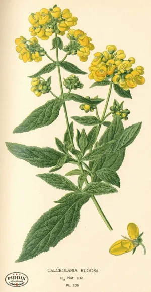 PDXC4051 -- Flowers