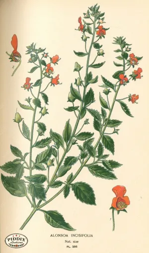 PDXC4052 -- Flowers