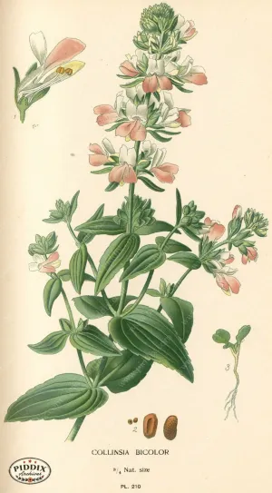 PDXC4055 -- Flowers