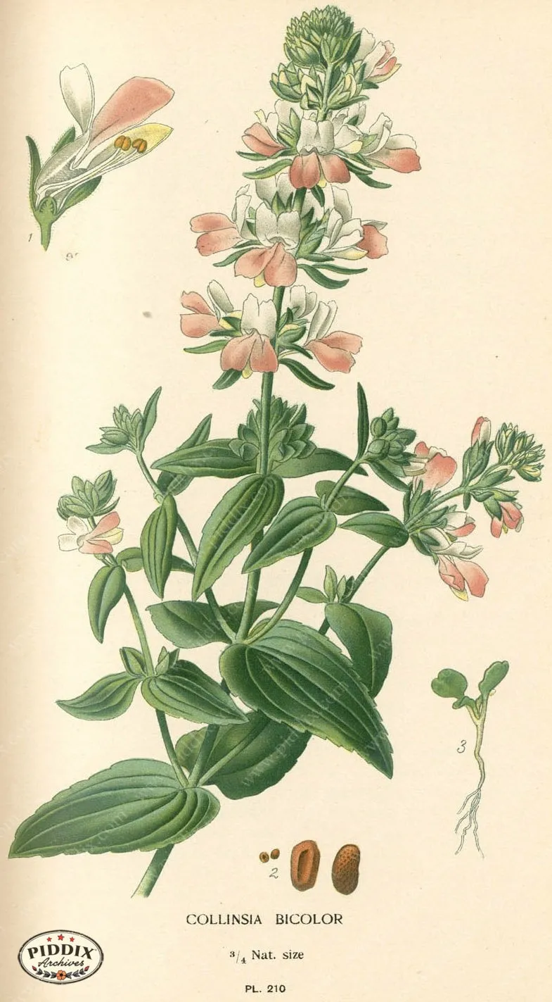PDXC4055 -- Flowers