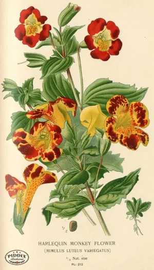 PDXC4057 -- Flowers