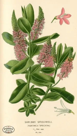 PDXC4059 -- Flowers