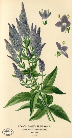 PDXC4060 -- Flowers