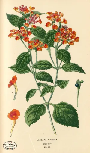 PDXC4064 -- Flowers