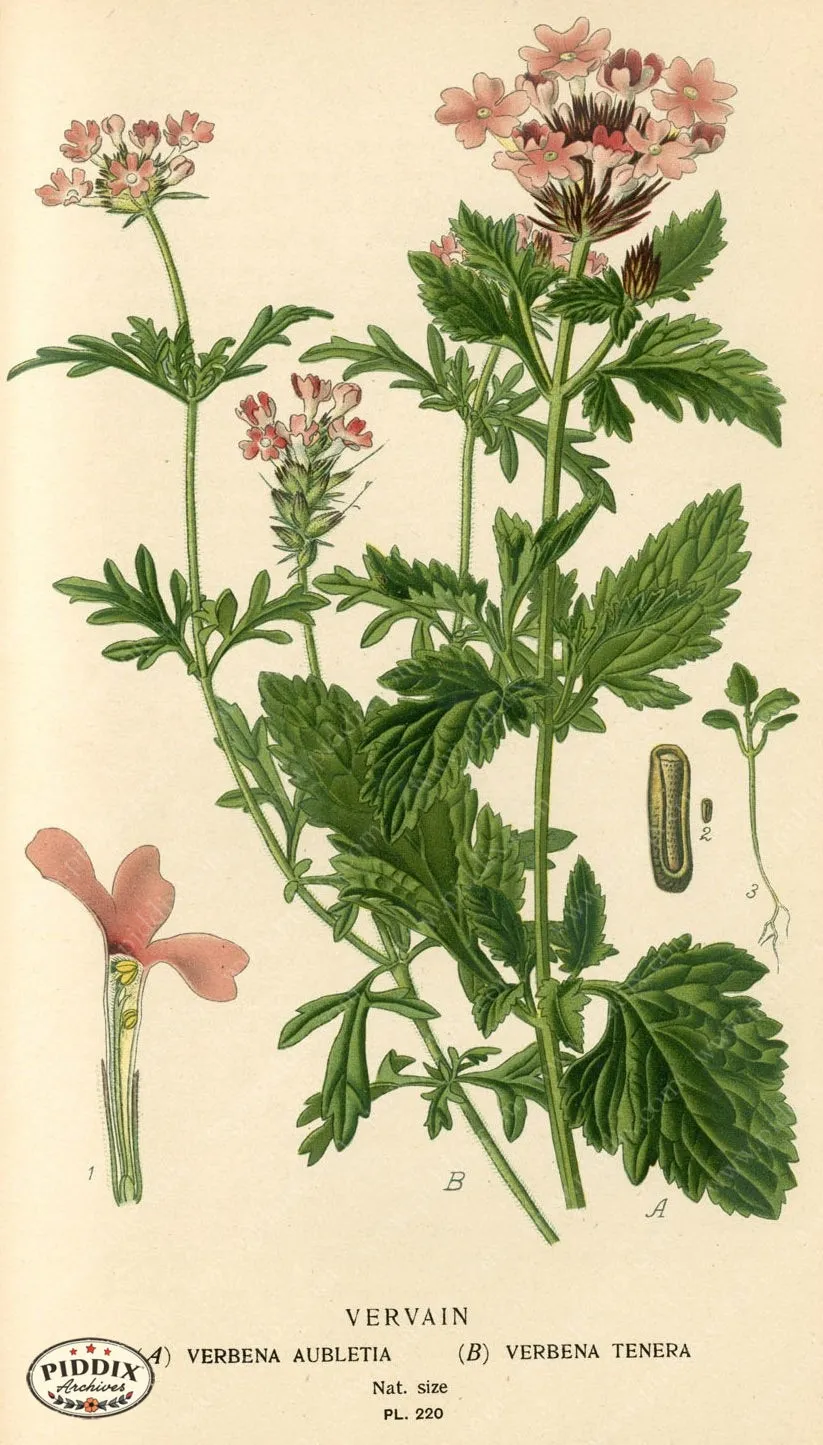 PDXC4065 -- Flowers