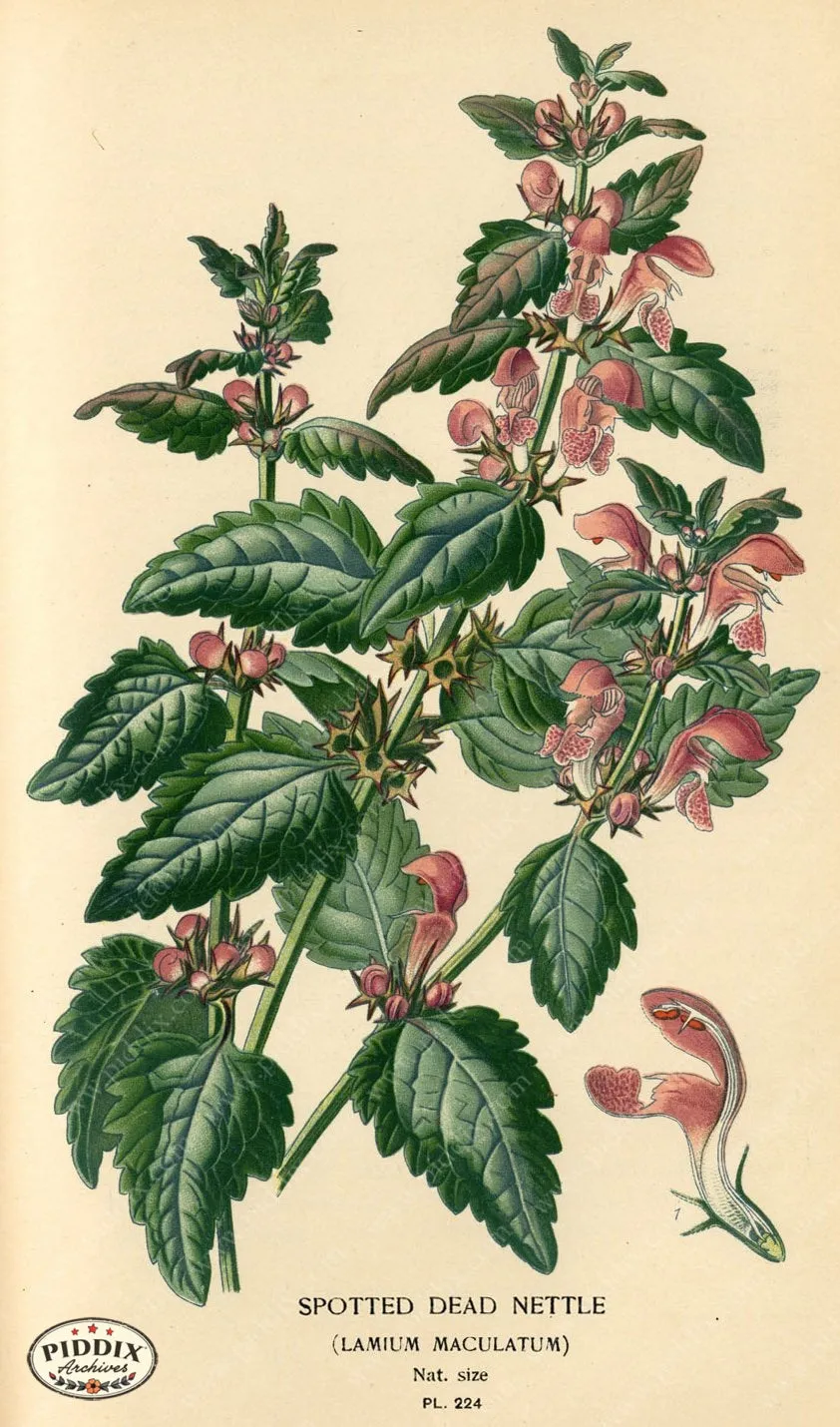 PDXC4069 -- Flowers