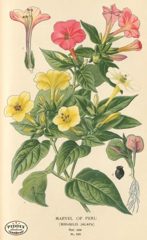 PDXC4070 -- Flowers
