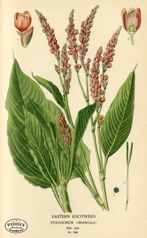 PDXC4071 -- Flowers
