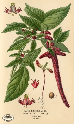 PDXC4072 -- Flowers