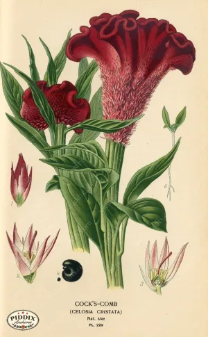 PDXC4074 -- Flowers