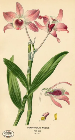PDXC4085 -- Flowers