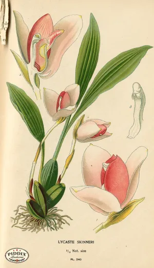 PDXC4087 -- Flowers