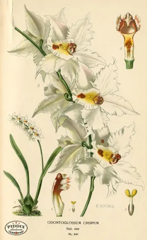 PDXC4088 -- Flowers
