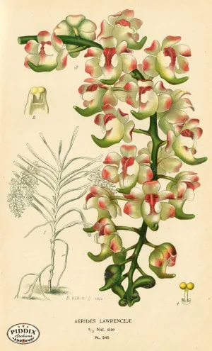 PDXC4092 -- Flowers