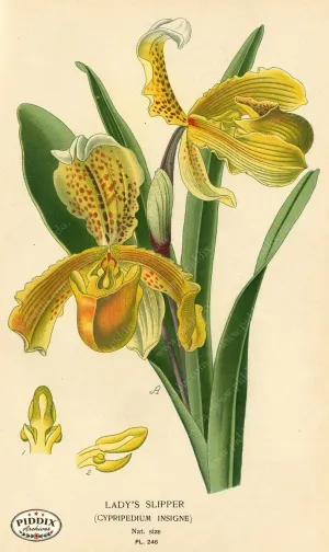 PDXC4093 -- Flowers