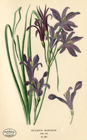 PDXC4106 -- Flowers