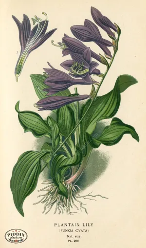 PDXC4109 -- Flowers
