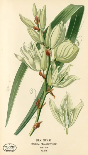 PDXC4113 -- Flowers
