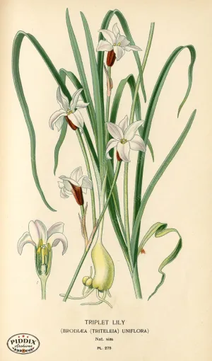 PDXC4117 -- Flowers