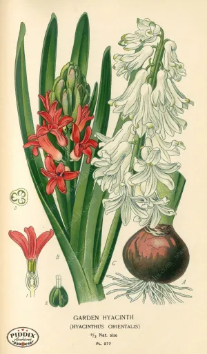 PDXC4119 -- Flowers