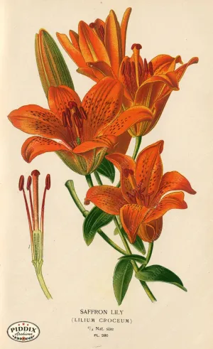 PDXC4122 -- Flowers