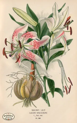 PDXC4124 -- Flowers
