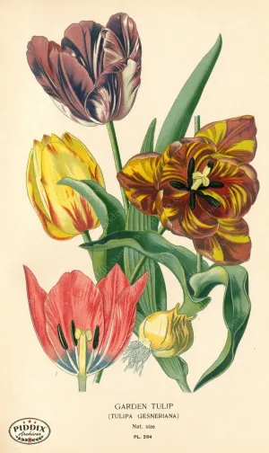 PDXC4127 -- Flowers